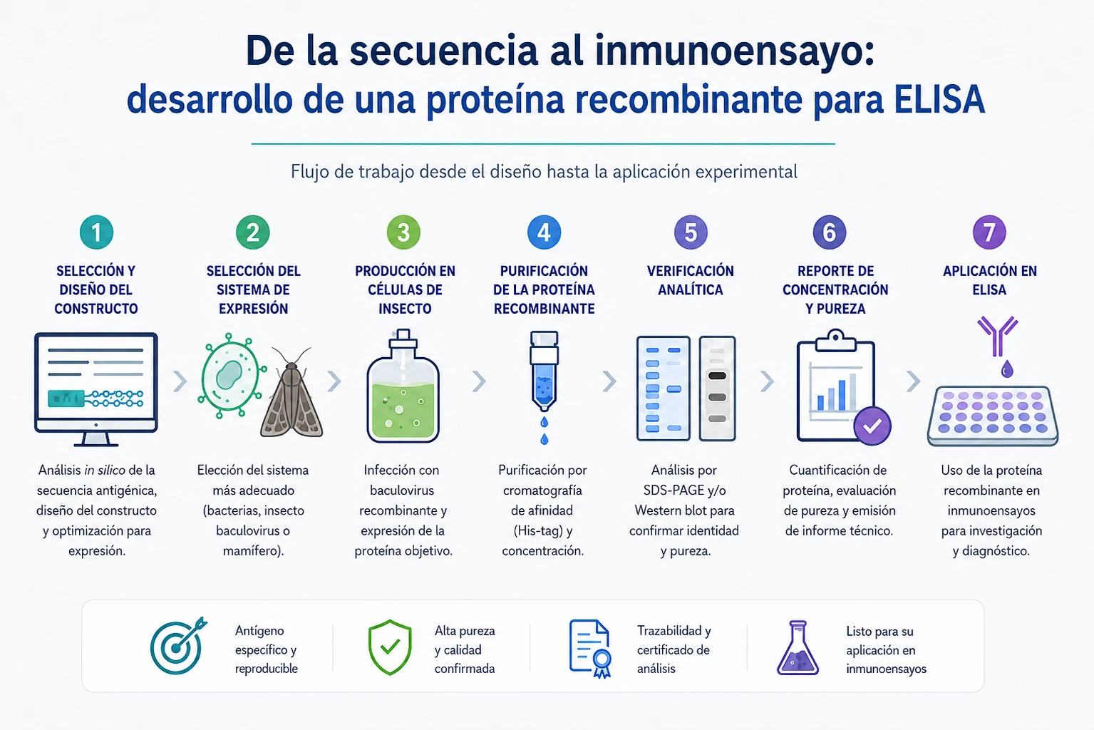 De la secuencia al inmunoensayo: cómo desarrollar una proteína recombinante para ELISA